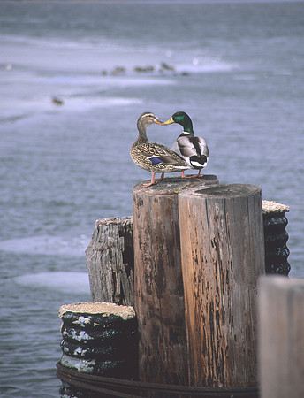Mallard Duck Kiss