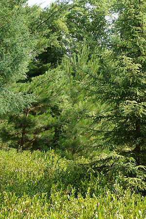 Leather Leaf Coniferous Swamp Bog