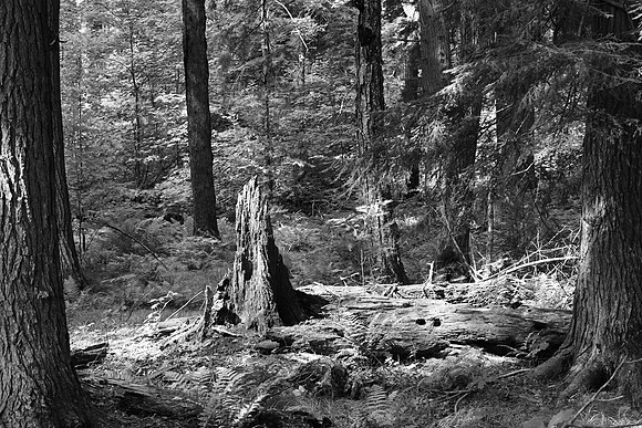 Tree funeral