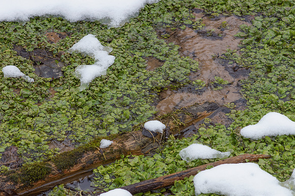Watercress spring