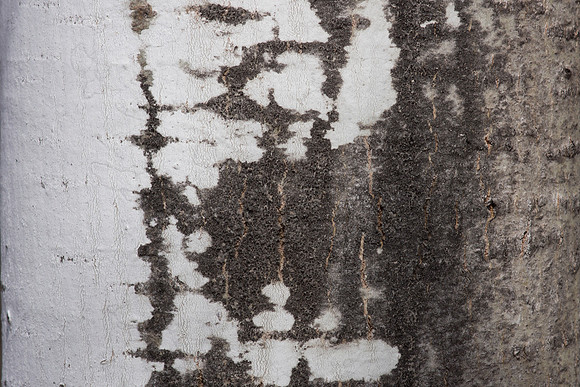 Aspen Bark Close Up