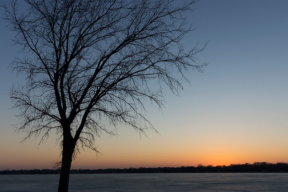 Tree Silhouette at Night