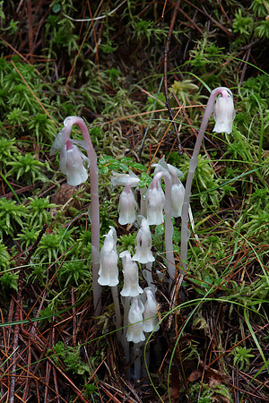 Indian Pipe Monotropa uniflora
