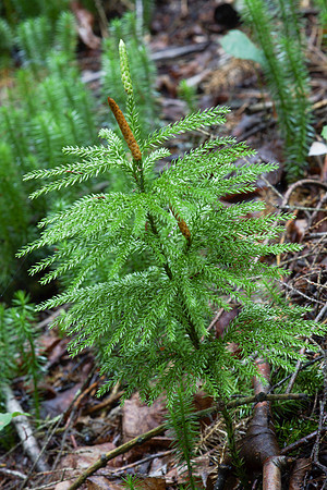Tree Clubmoss Lycopodium clavatum