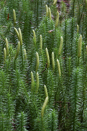 Lycopodium annotnum stiff