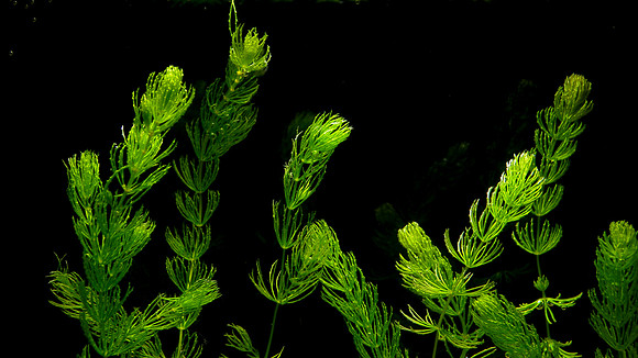 Coontail Ceratophyllum demersum