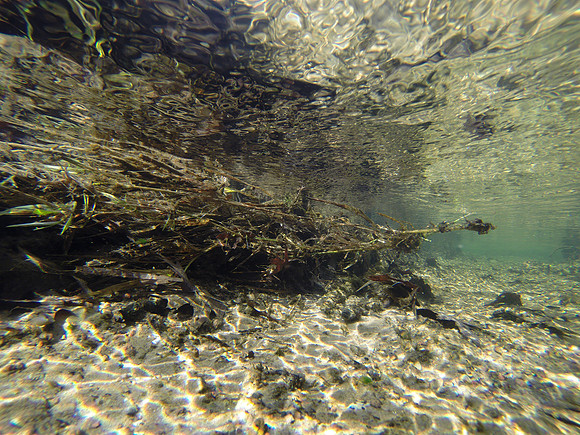 Small Trout Stream
