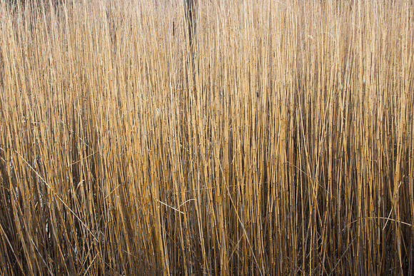 Reed Stems