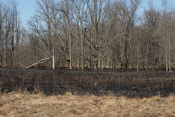 Burned Over Wetlands