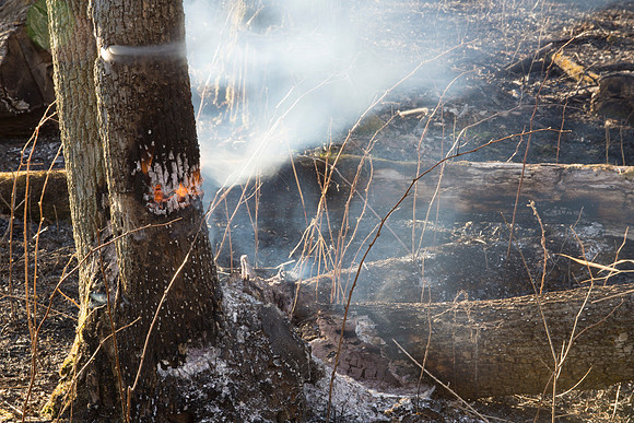 Burning Tree