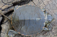 Painted Turtle Hatchling Top