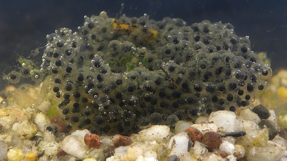 Leopard Frog Eggs
