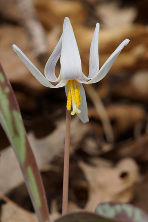 White Trout Lily  (Erythronium albidum)