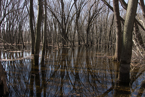 Flooded Swamp