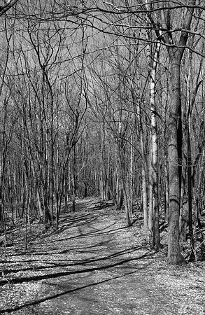 Forest Hiking Trail Spring