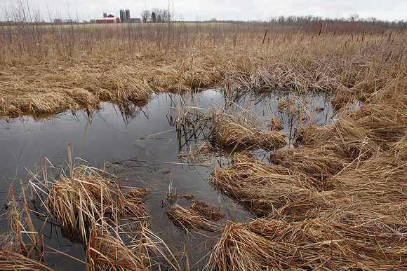 Spring Marsh Pond