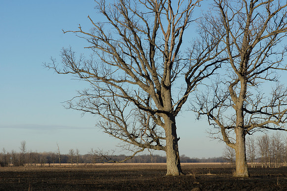 Oaks after a fire
