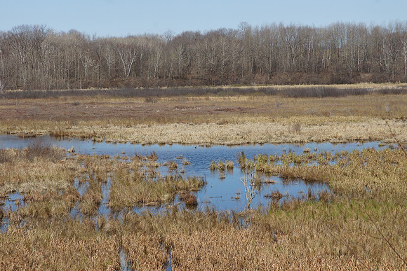 Spring Marsh