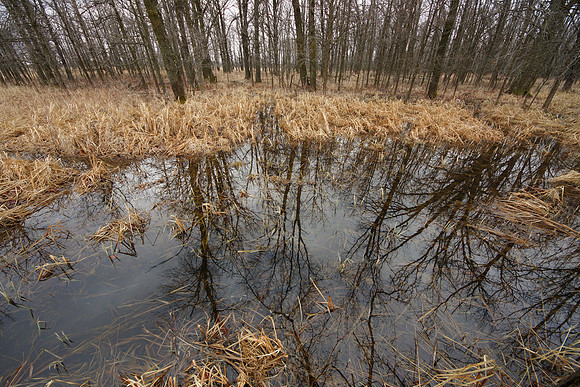 Swamp Pond