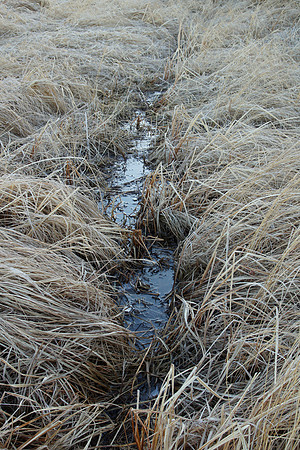 Flooded Game Trail Vert.