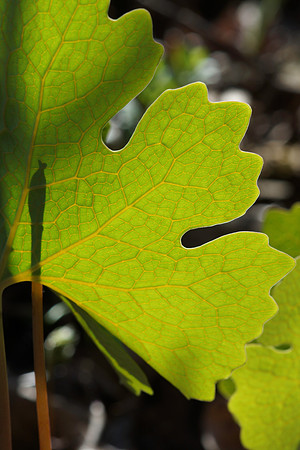 Backlit leaf veins of bloodroot