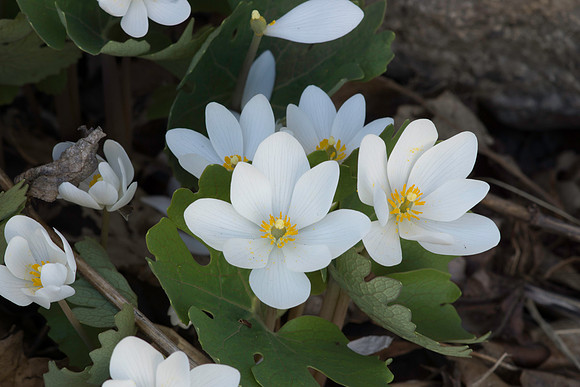 Bloodroot  Sanguinaria canadensis flowers