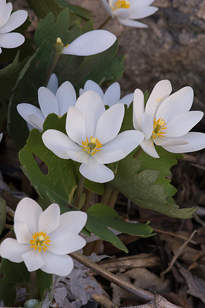 Bloodroot  Sanguinaria canadensis flowers