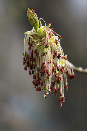 Box Elder Acer negundo flowers