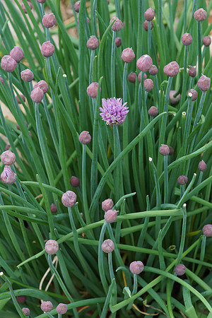 Chive flowers