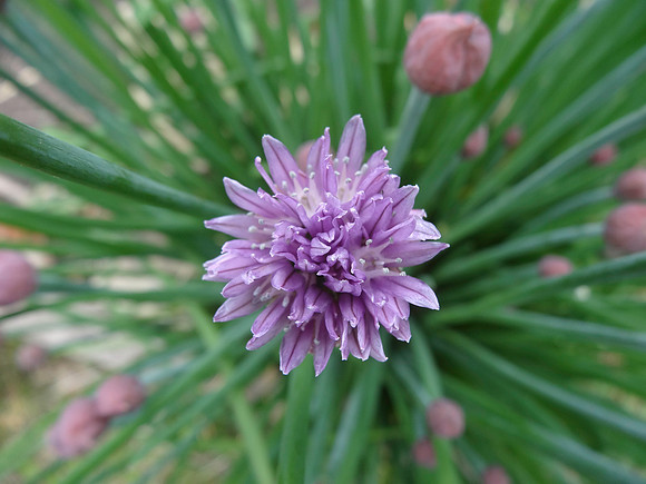Chives