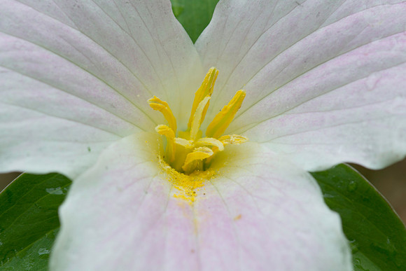 Trillum Closeup