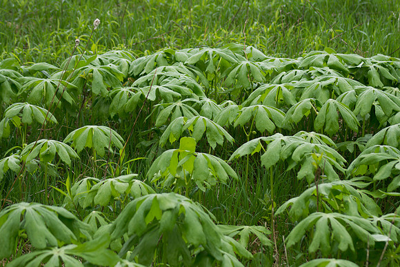 Group of Mayapples