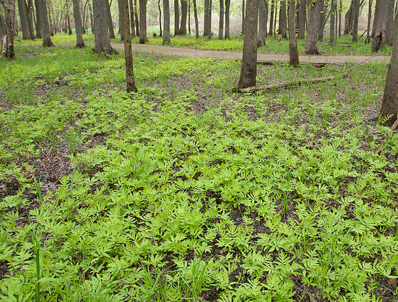 Sensitive Fern Forest