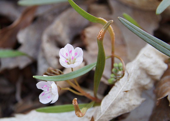 Spring Beauty (Claytonia virginica)
