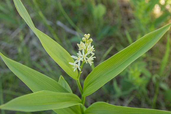 Starry False Solomon's  Seal (Maianthemum stellatum)