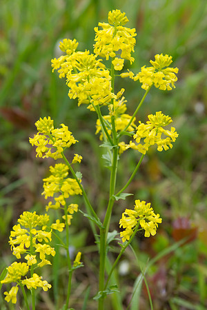Winter Cress Flowers