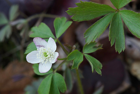 Wood Anemone  (Anemone quinquefolia)