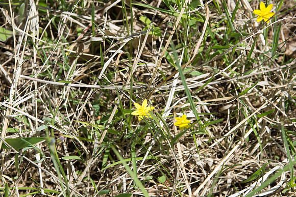 Yellow Star Grass Hypoxis hirsuta