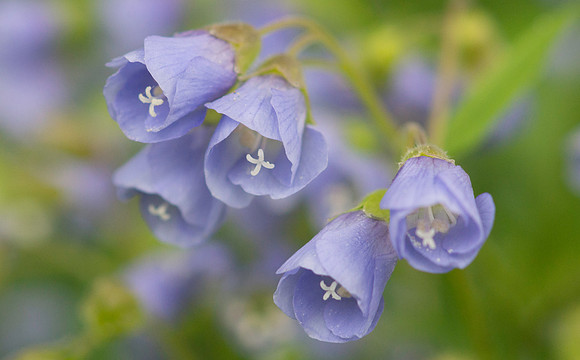 Creeping Jacob's Ladder Flower Closeup