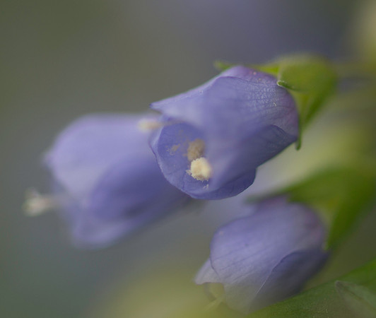 Creeping Jacob's Ladder Bloom