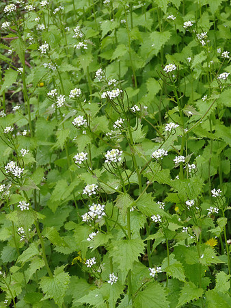 Garlic Mustard Plant