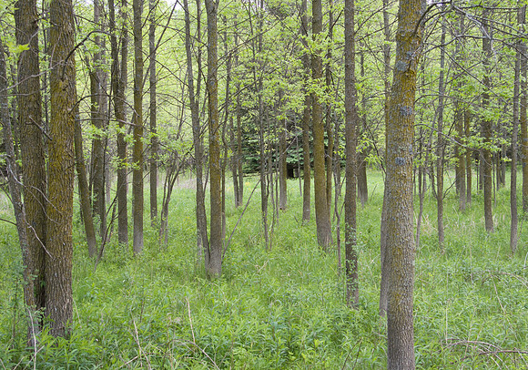 Green Ash Grove