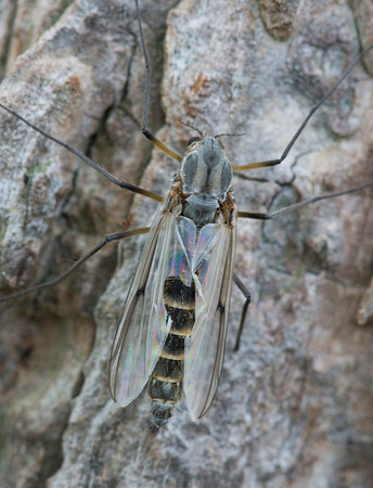 Lake Fly