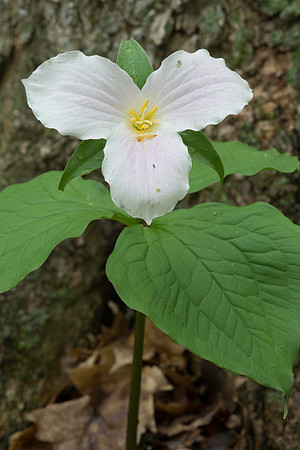 Large Flowered Trillum