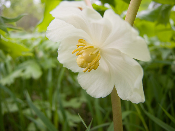 Mayapple Flower