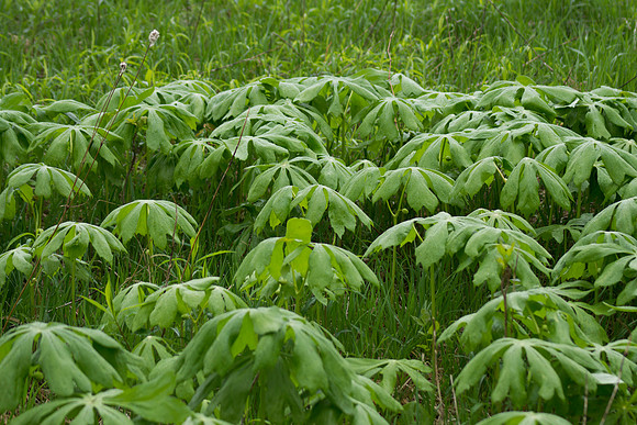 Group of Mayapples