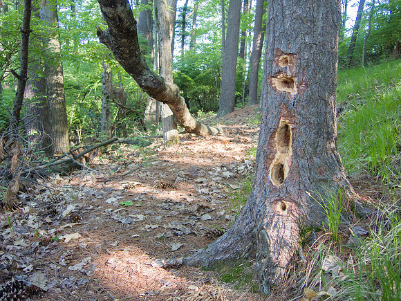 White Pine Woodpecker Holes