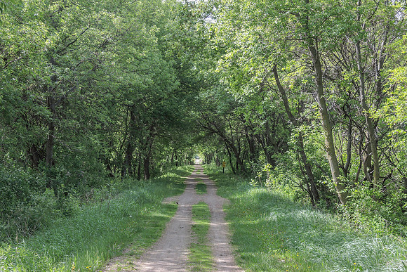 Wooded track