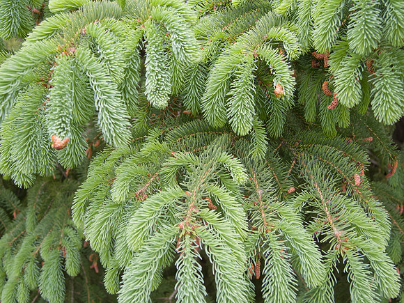 Spruce Needles