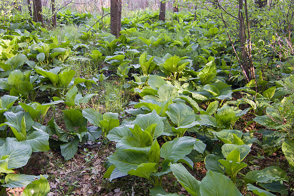 Stinky skunk cabbage